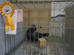XIV Concurso Exposición de Palomas de Raza en Mula 2024
